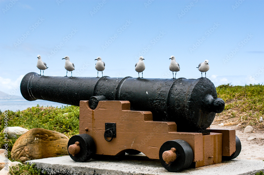 Seagulls in Hout Bay, South Africa