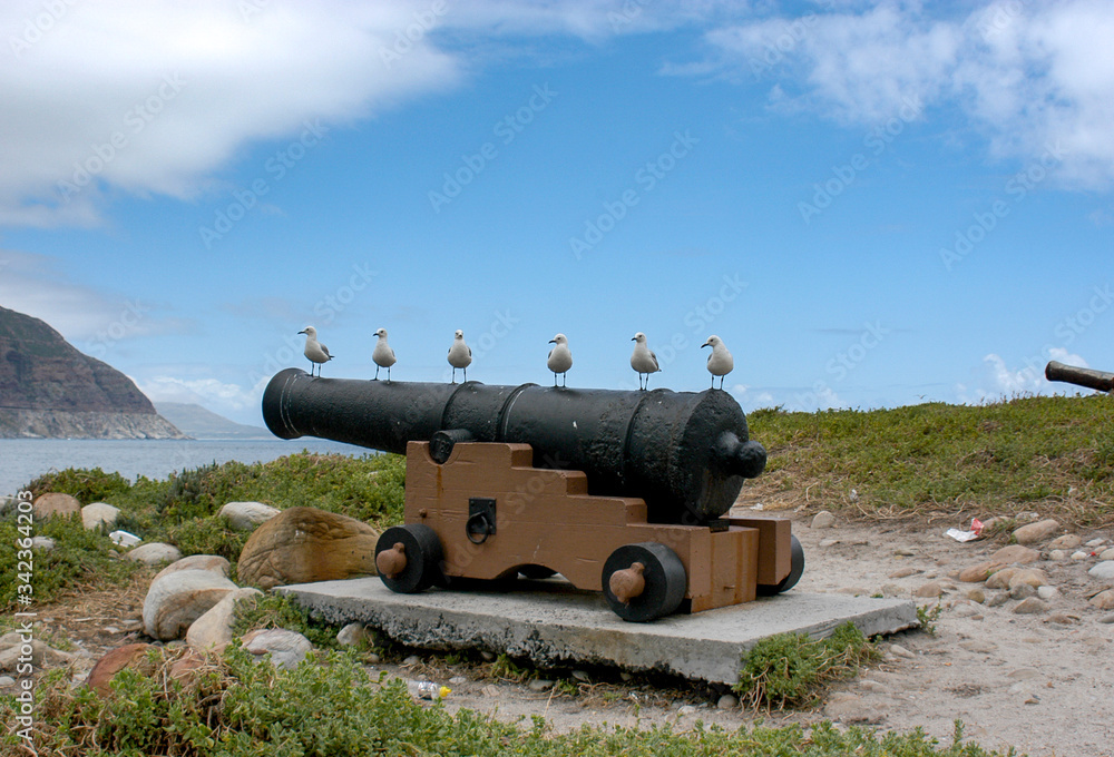 Seagulls standing on cannon in a line, Hout Bay, South Africa