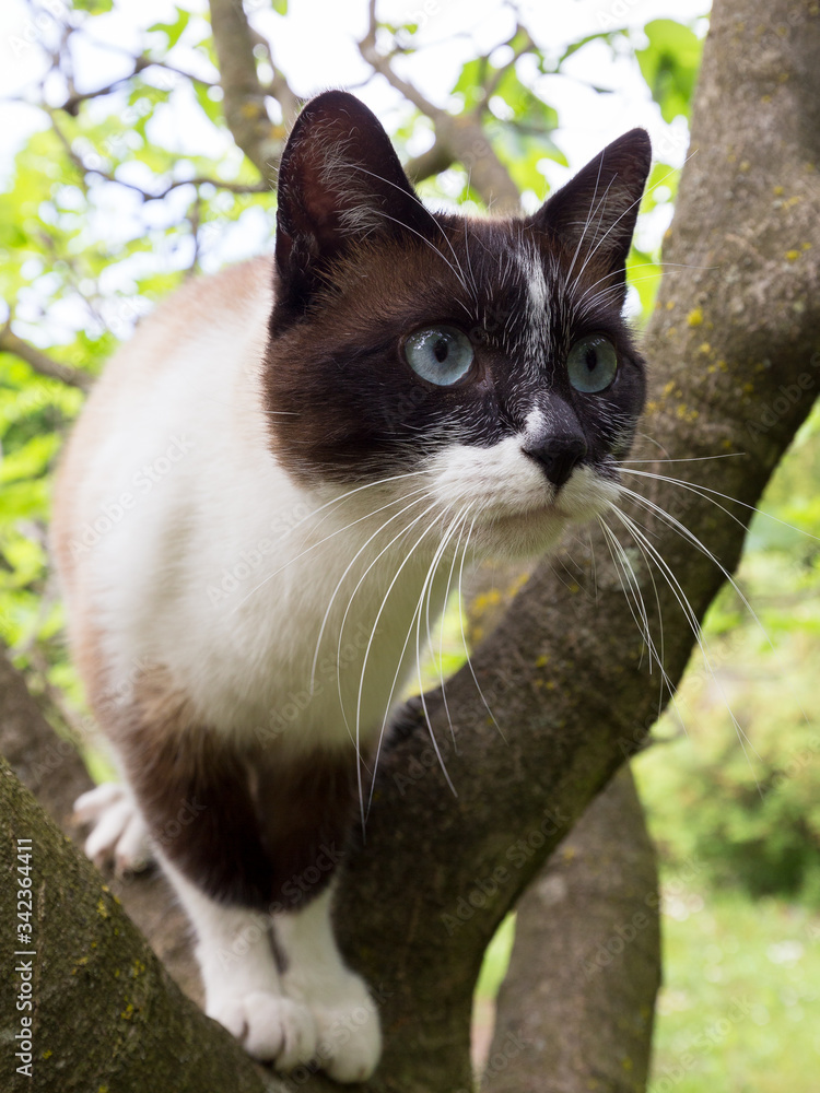 Fototapeta premium black, white and beige cat with blue eyes climbing a tree in the garden
