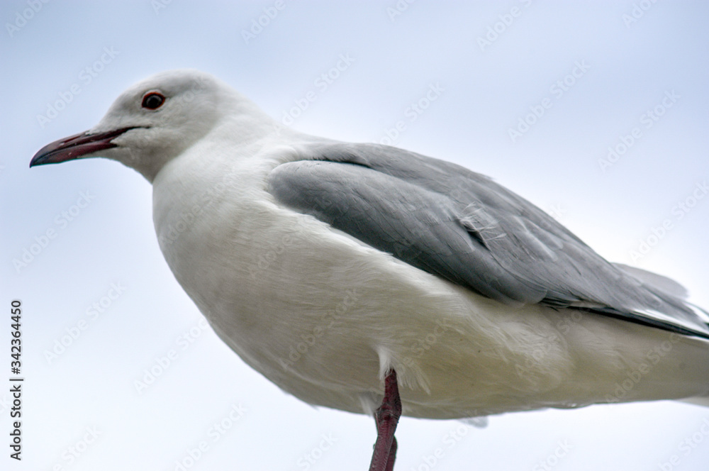 Seagulls in Hout Bay, South Africa Seagulls in Hout Bay, South Africa