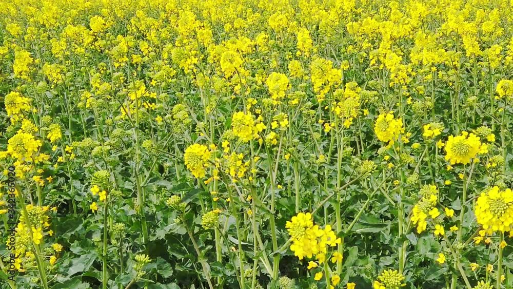 Field of beautiful yellow flowers. Bright rapeseed flowers close-up. Spring flowering backdrop. Botanical natural background. Farming and agriculture concept. Copy space. Selective focus Field of beautiful yellow flowers. Bright rapeseed flowers close-up. Spring flowering backdrop. Botanical natural background. Farming and agriculture concept. Copy space. Selective focus