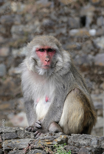 A monkey sits on a tree near the Hanuman Temple in the city of Shimla, India © Nadzeya