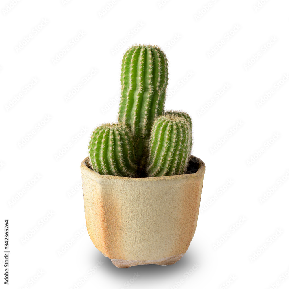 Cactus isolated on white background. Cactus isolated on white background.
