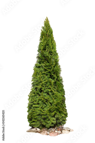 Thuja occidentalis 'Smaragd', Isolated On White