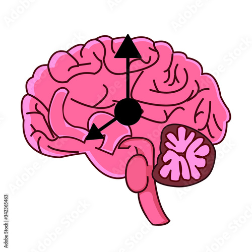 The circadian rhythms are controlled by circadian clocks or biological clock these clocks tell our brain when to sleep, tell our gut when to digest and control our activity in several day.
