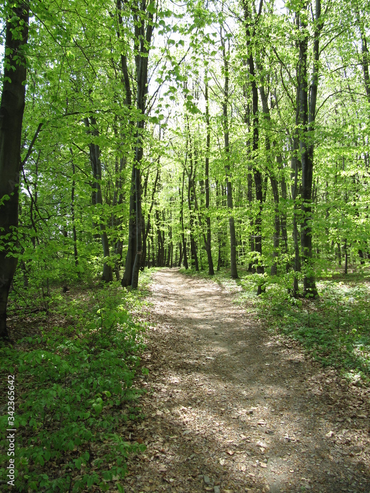 Fototapeta premium forest sunny day 