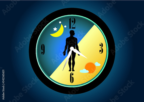 The circadian rhythms are controlled by circadian clocks or biological clock these clocks tell our brain when to sleep, tell our gut when to digest and control our activity in several day.
