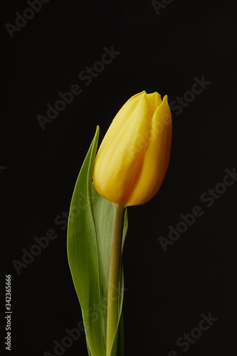Side view of a single Yellow Tulip against a Black background with Copy Space