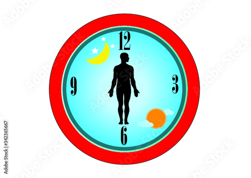The circadian rhythms are controlled by circadian clocks or biological clock these clocks tell our brain when to sleep, tell our gut when to digest and control our activity in several day.