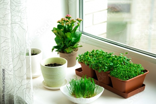 Windowsill garden microgreens