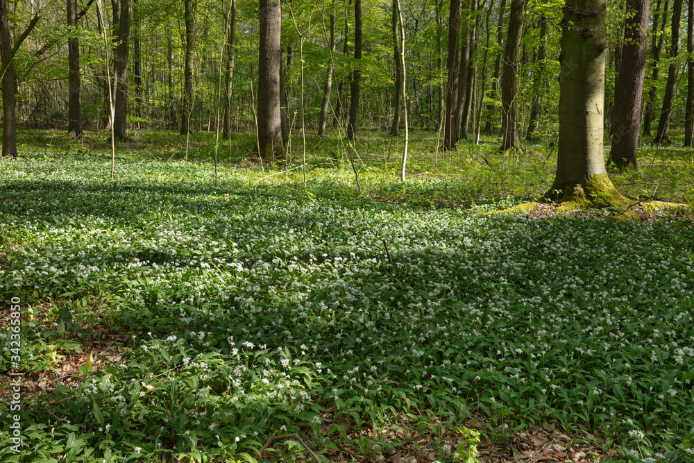 Blühender Bärlauch (Allium ursinum), Münsterland, Nordrhein-Westfalen, Deutschland, Europa Blühender Bärlauch (Allium ursinum), Münsterland, Nordrhein-Westfalen, Deutschland, Europa