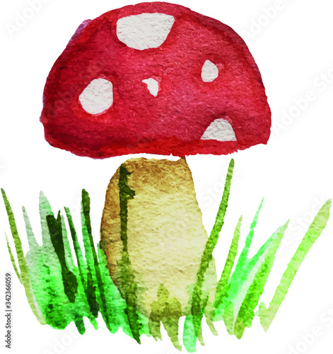 Pilz Watercolor Aquarell Fliegenpilz Illustration Vektor
