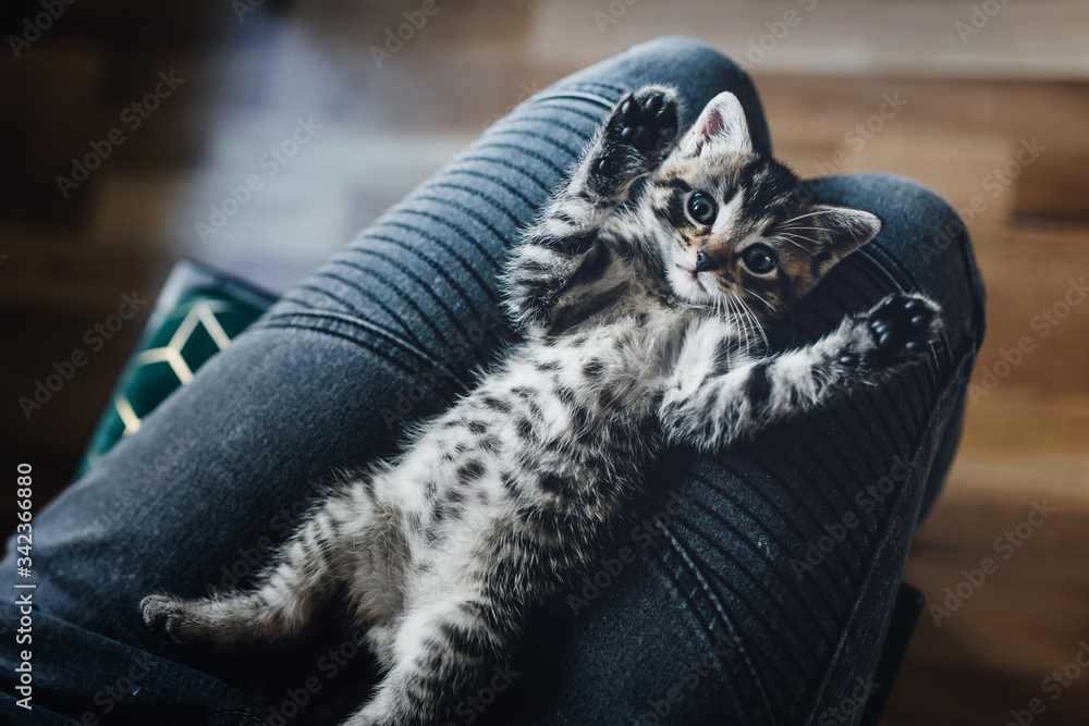 Naklejka premium zwierzak, domowych, kociak, kot, pupil, oczy, tygrys, dachowiec, kochany, słodki, maleńki, life style, dom, zabawa, czułość, głaskanie, śpiący kot, kły, pazurki, właściciel, pet, domestic, kitten, cat