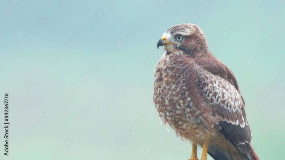 Close Up of a White Eyed Buzzard as it watches the near by grassland for any small birds or reptiles that may be unaware of its presence and may be potential food for this raptor in India Close Up of a White Eyed Buzzard as it watches the near by grassland for any small birds or reptiles that may be unaware of its presence and may be potential food for this raptor in India