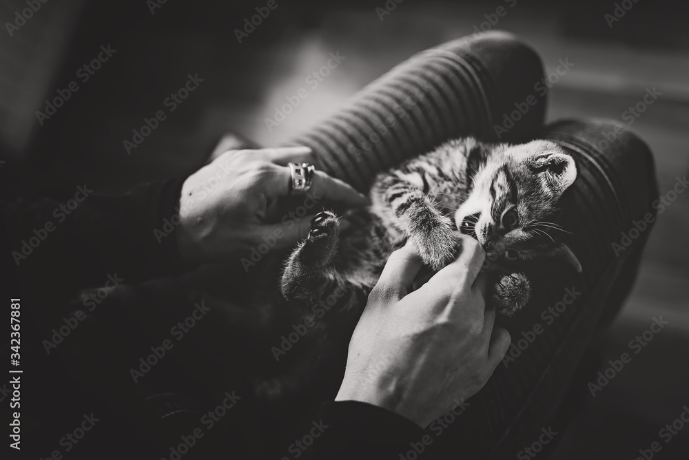 Naklejka premium zwierzak, domowych, kociak, kot, pupil, oczy, tygrys, dachowiec, kochany, słodki, maleńki, life style, dom, zabawa, czułość, głaskanie, śpiący kot, kły, pazurki, właściciel, pet, domestic, kitten, cat