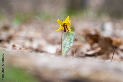 Yellow Trout Lily wildflower in forest