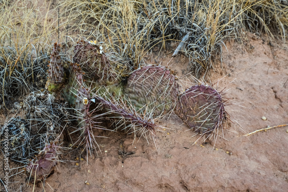 Cacti New Mexico. Prickly pear Opuntia sp. in a rocky desert in New Mexico, USA Cacti New Mexico. Prickly pear Opuntia sp. in a rocky desert in New Mexico, USA