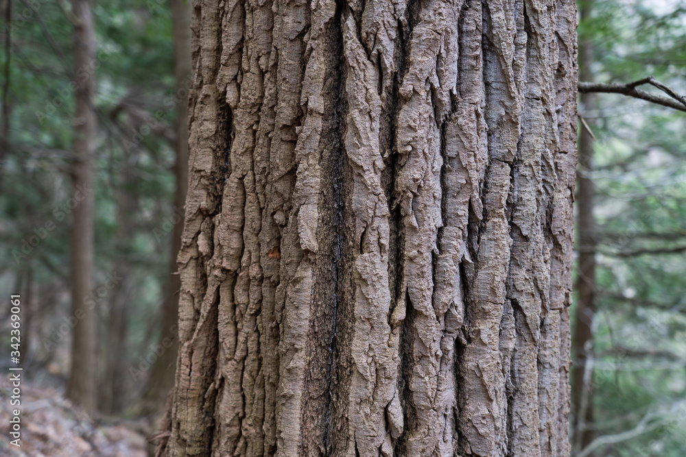 Patterns and texures in tree bark Patterns and texures in tree bark