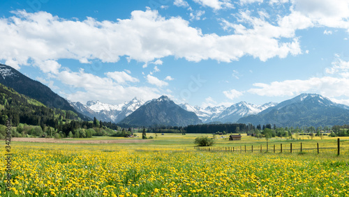 Yellow flower meadow with snow covered mountains and traditional wooden barns. Bavaria, Alps, Allgau, Germany.