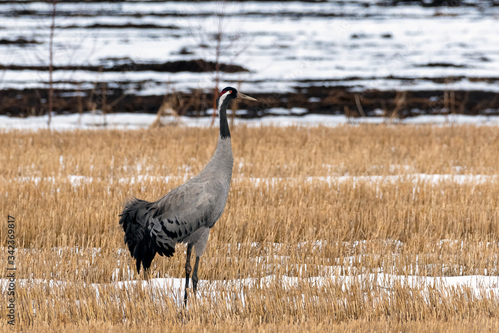 Fototapeta premium Common Crane standing still on the Finnish field on spring time. A little of snow and ice.