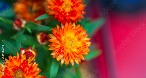 Kalanchoe blossfeldiana (Calandiva, Flaming Katy, Florist Kalanchoe) pink flowers and buds. Selective focus.
