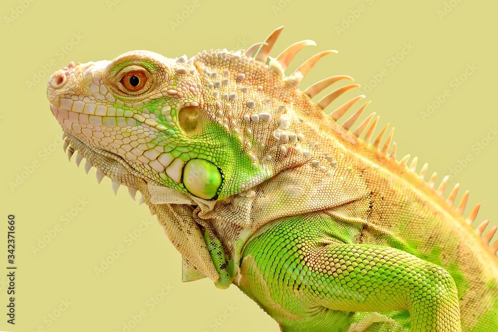 Obraz premium iguana on a branch