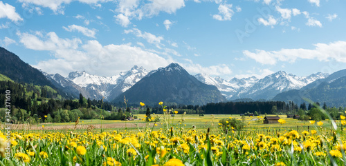 Yellow flower meadow with snow covered mountains and traditional wooden barns. Bavaria, Alps, Allgau, Germany. photo
