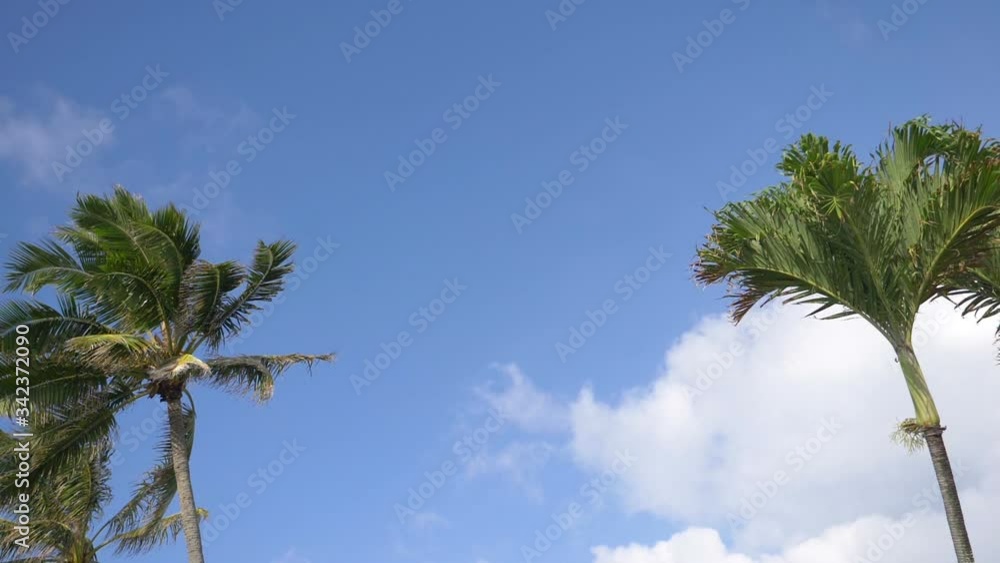 Car POV on palm trees in slow motion 180fps Car POV on palm trees in slow motion 180fps