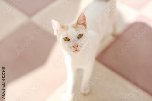 Close up of a white cat fur on a light tile background looking at the camera