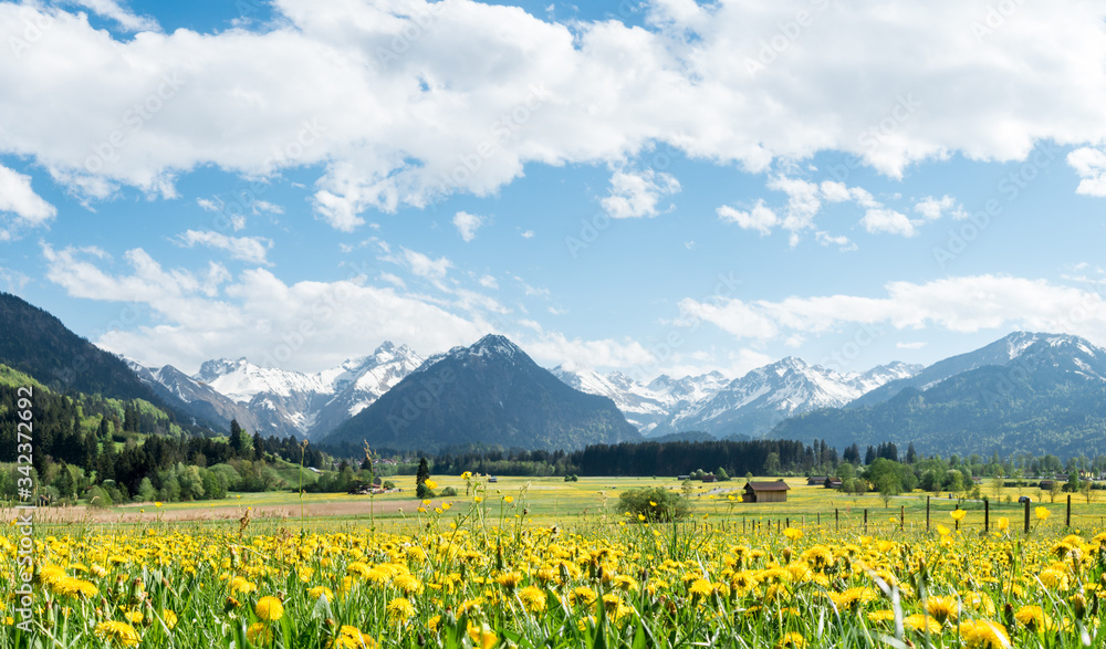 Yellow flower meadow with snow covered mountains and traditional wooden barns. Bavaria, Alps, Allgau, Germany.