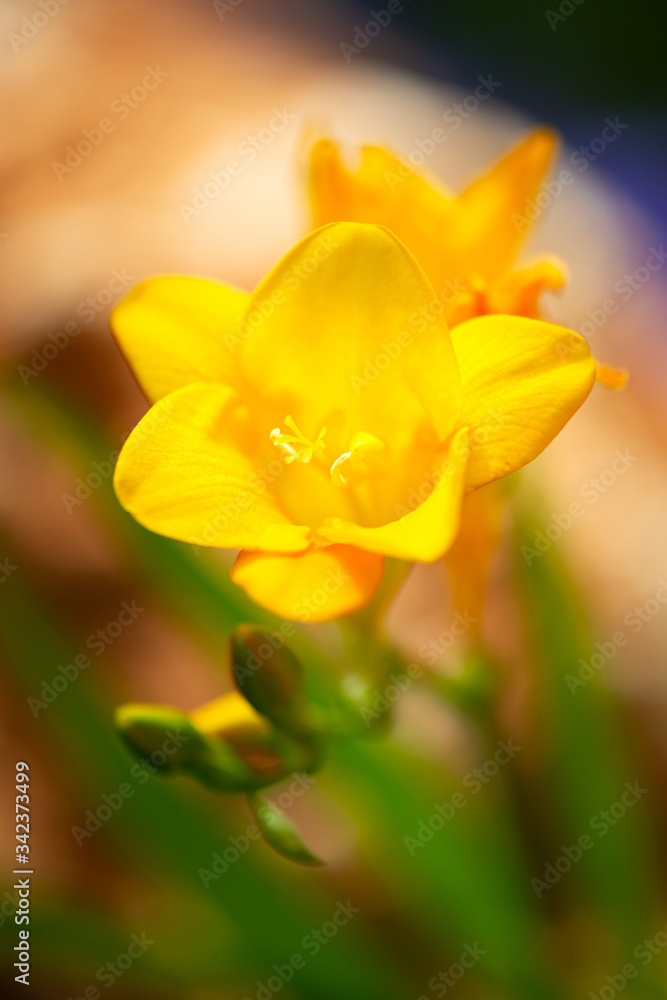 Yellow freesia flower with a blurred background.
