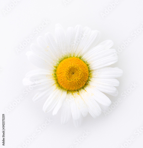 Big daisy on white background. Top view.
