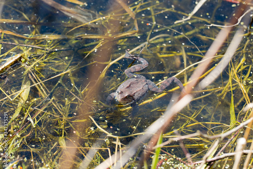 Brown frog in the mating season