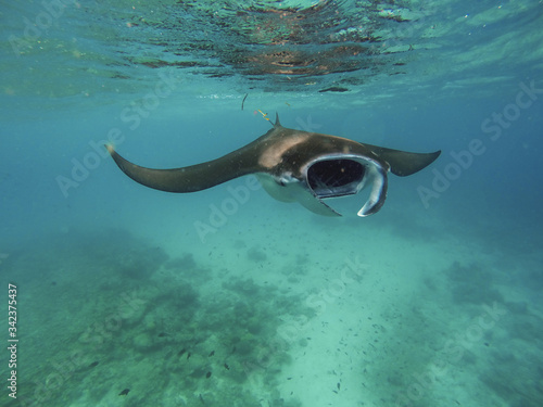 Giant manta ray in shallow water Tofo Mozambique 