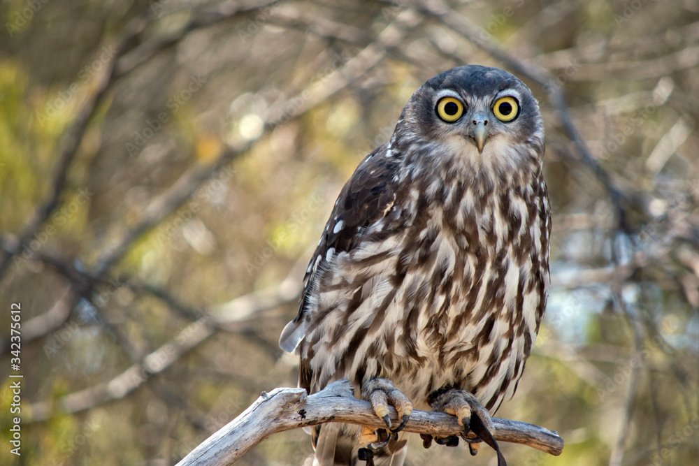 he barking owl is staring looking for predators he barking owl is staring looking for predators