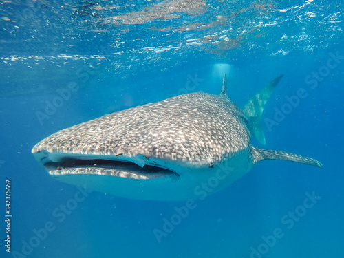 Whale shark in shallow clear water of Mozambique channel