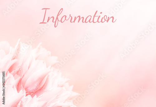 Wedding information card, pink tulips, standart size. Greeting or invite Details card, elegant clear design template, light blur background.