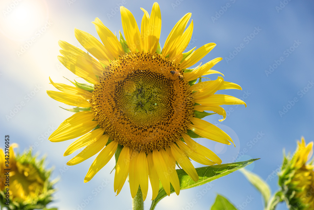 夏、青空を背景に咲くヒマワリの花