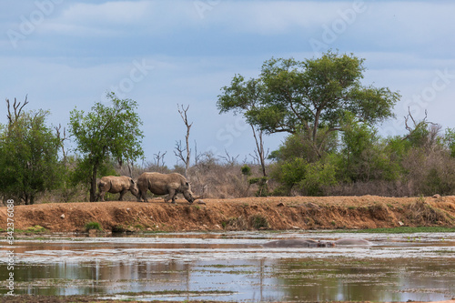 Rhinos near water hole lake hlane national park green landscape wet season photo