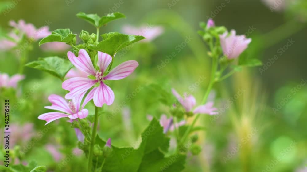 Mallow flowers on a meadow with green grass (4) (malva sylvestris) Mallow flowers on a meadow with green grass (4) (malva sylvestris)