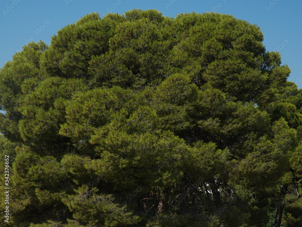 Green tree in the blue sky , in Knosos,  Crete,  Greece 