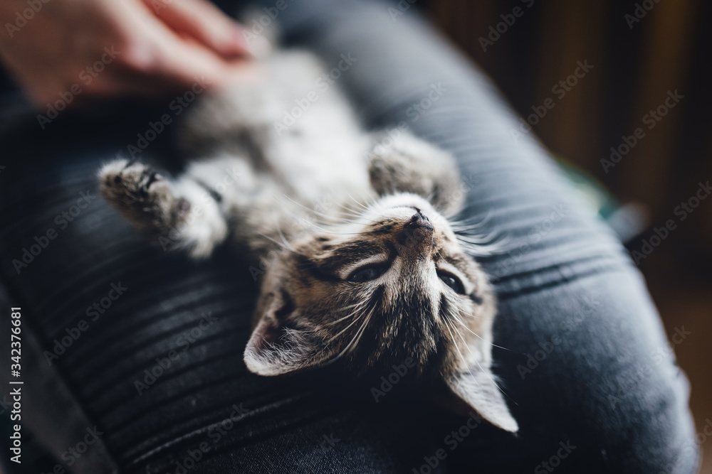 Naklejka premium zwierzak, domowych, kociak, kot, pupil, oczy, tygrys, dachowiec, kochany, słodki, maleńki, life style, dom, zabawa, czułość, głaskanie, śpiący kot, kły, pazurki, właściciel, pet, domestic, kitten, cat