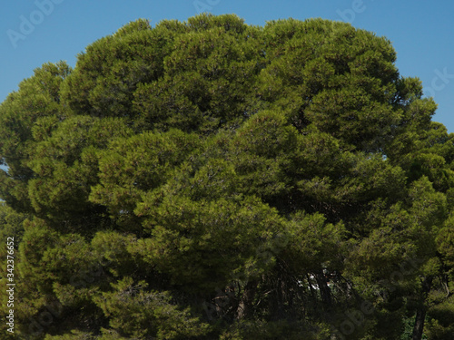 Green tree in the blue sky , in Knosos, Crete, Greece © Viktorija