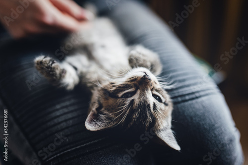 zwierzak, domowych, kociak, kot, pupil, oczy, tygrys, dachowiec, kochany, słodki, maleńki, life style, dom, zabawa, czułość, głaskanie, śpiący kot, kły, pazurki, właściciel, pet, domestic, kitten, cat