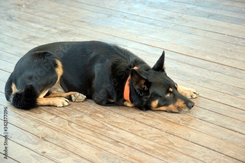 Photos the kelpie is a working dog