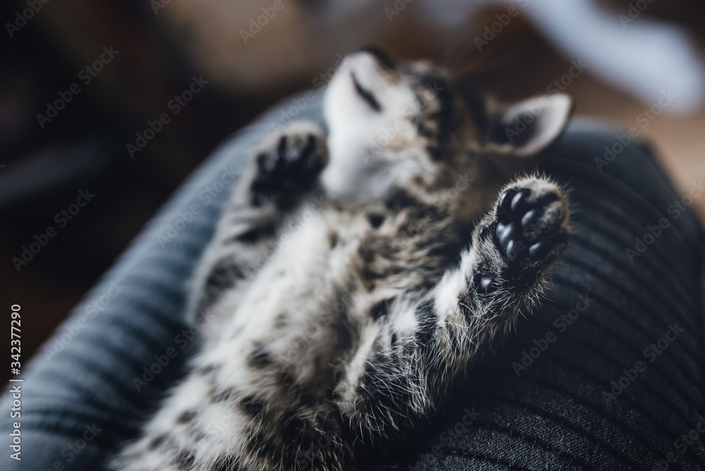 Naklejka premium zwierzak, domowych, kociak, kot, pupil, oczy, tygrys, dachowiec, kochany, słodki, maleńki, life style, dom, zabawa, czułość, głaskanie, śpiący kot, kły, pazurki, właściciel, pet, domestic, kitten, cat