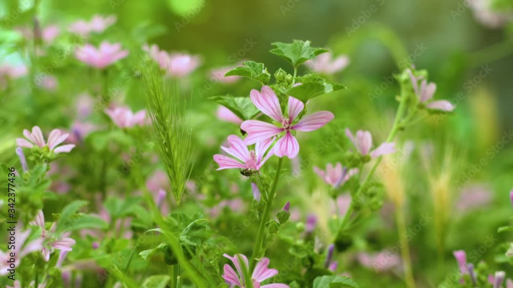 Beetle on a mallow flowers, meadow with green grass (malva sylvestris) Beetle on a mallow flowers, meadow with green grass (malva sylvestris)