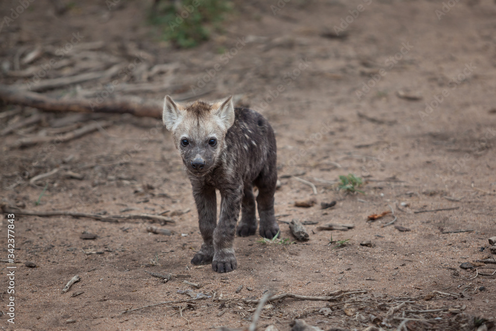Fototapeta premium Baby spotted hyena alone in bushland Kruger national park