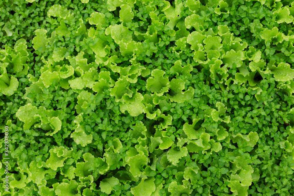 lettuce-fresh on the ground after raining lettuce-fresh on the ground after raining