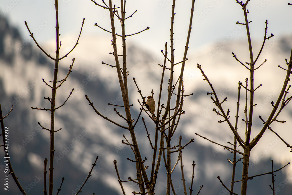 Female house sparrow sitting on branch Female house sparrow sitting on branch